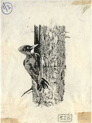 Курдов Валентин Иванович. Лот из восьми иллюстраций к повести В. Бианки, закрепленных на одном паспарту 